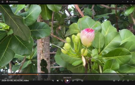 69. 01.03.26 Port-Vila